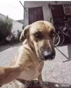 狗搞笑会拍摄,萌态百出，欢乐无限